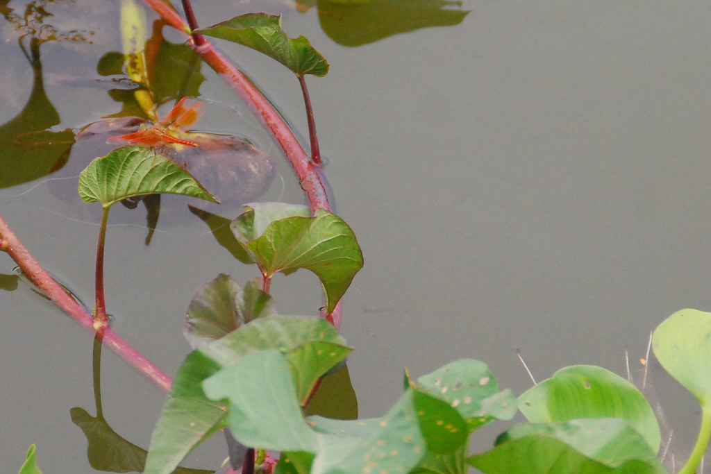 IIT Bombay — Mumbai to Powai Lake trip