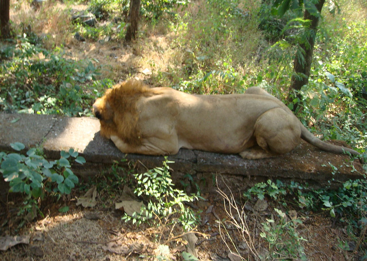 Sanjay Gandhi National Park — popular tourist destination in Mumbai