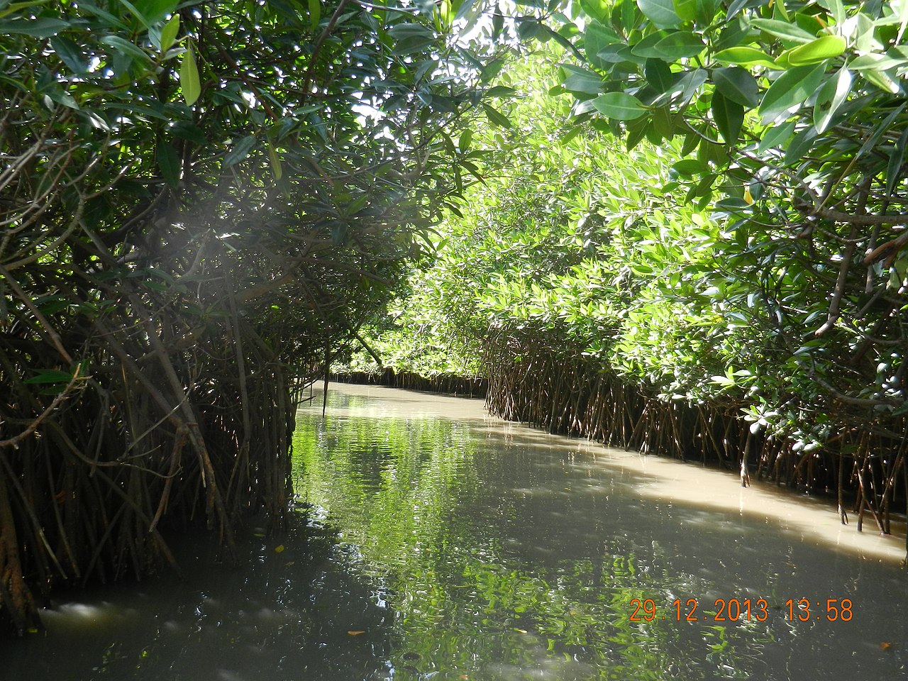 Pichavaram Mangrove Forest in Cuddalore, Puducherry