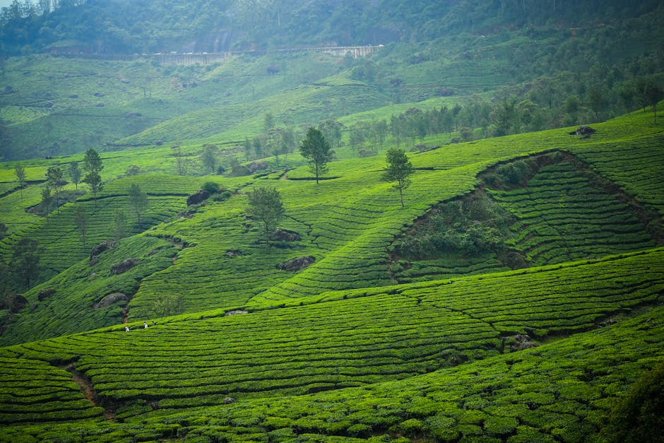 Chittorgarh Fort in Chittorgarh, Rajasthan