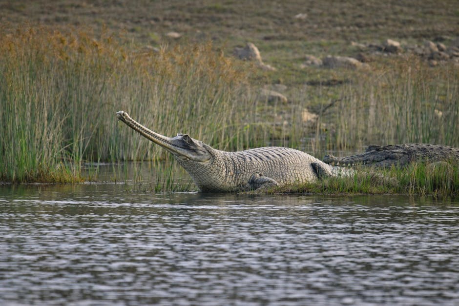 Chambal Garden & Boat Ride in Kota