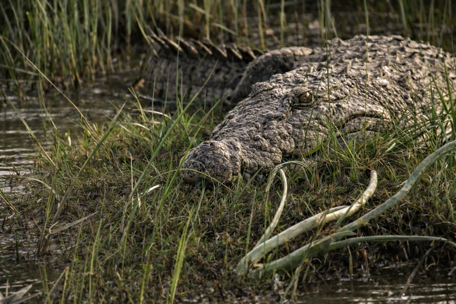 Scenic view of Kota, Rajasthan