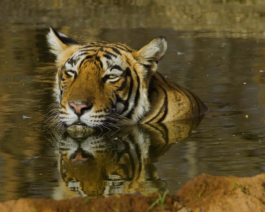 Ranthambore — popular tourist destination in Rajasthan