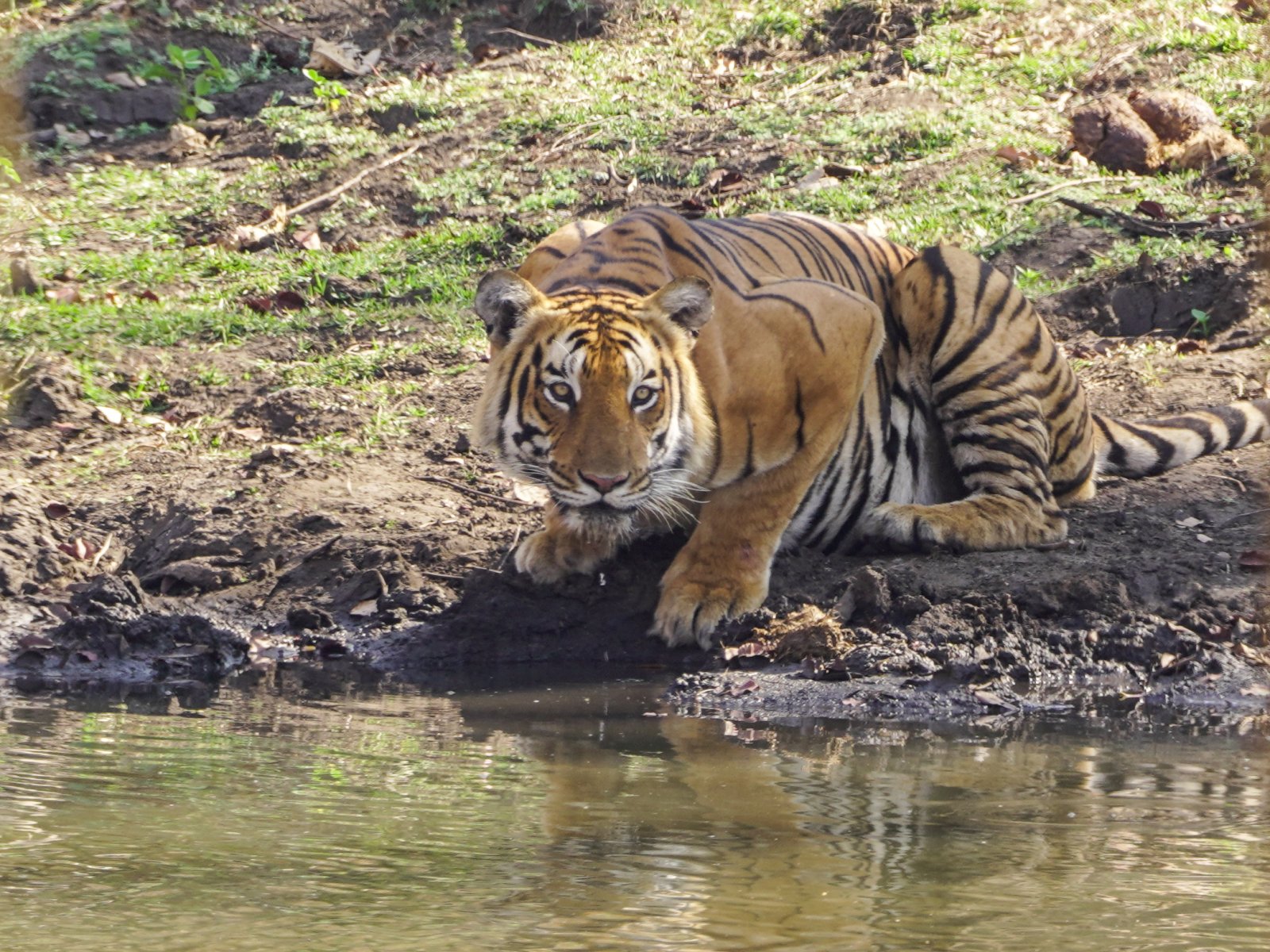 Theppakadu Elephant Camp in Mudumalai Tiger Reserve, Tamil Nadu