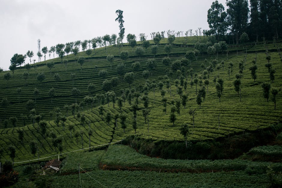 Ooty — popular tourist destination in Tamil Nadu