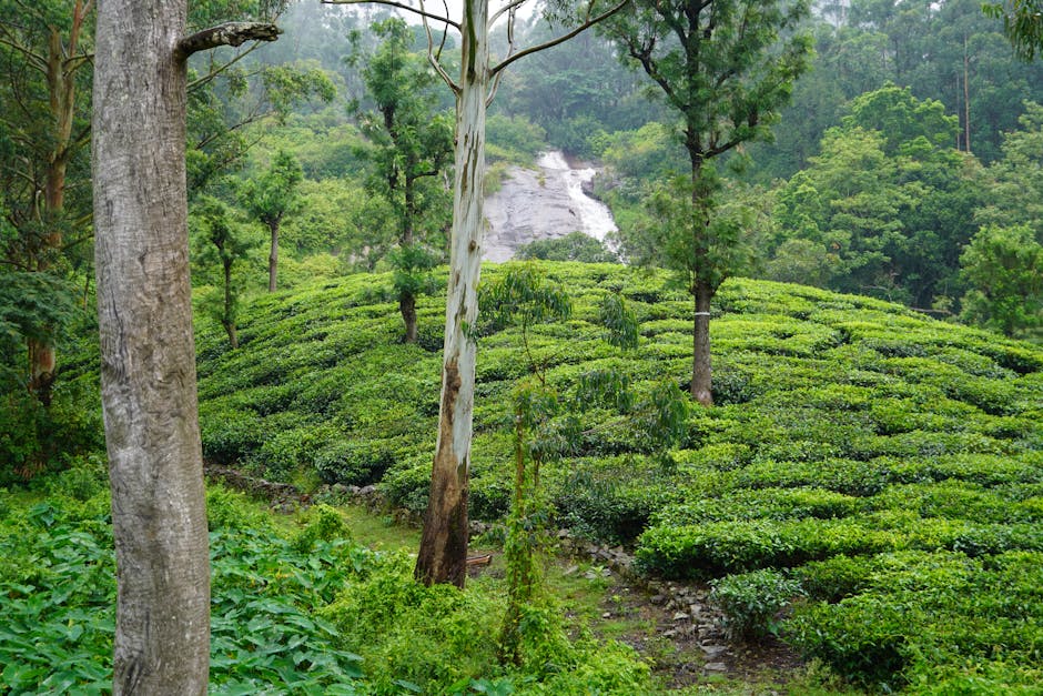 Government Botanical Garden in Ooty