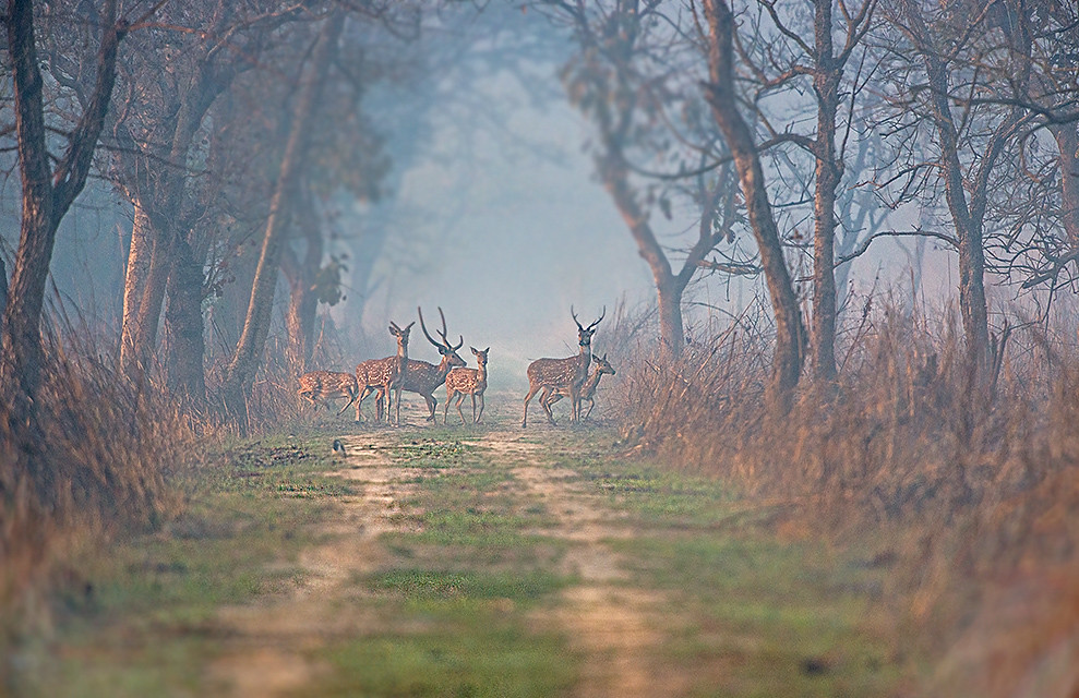 Scenic view of Dudhwa National Park, Uttar Pradesh