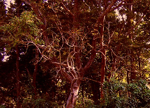 Kakraha Rhino Area — Mumbai to Dudhwa National Park trip