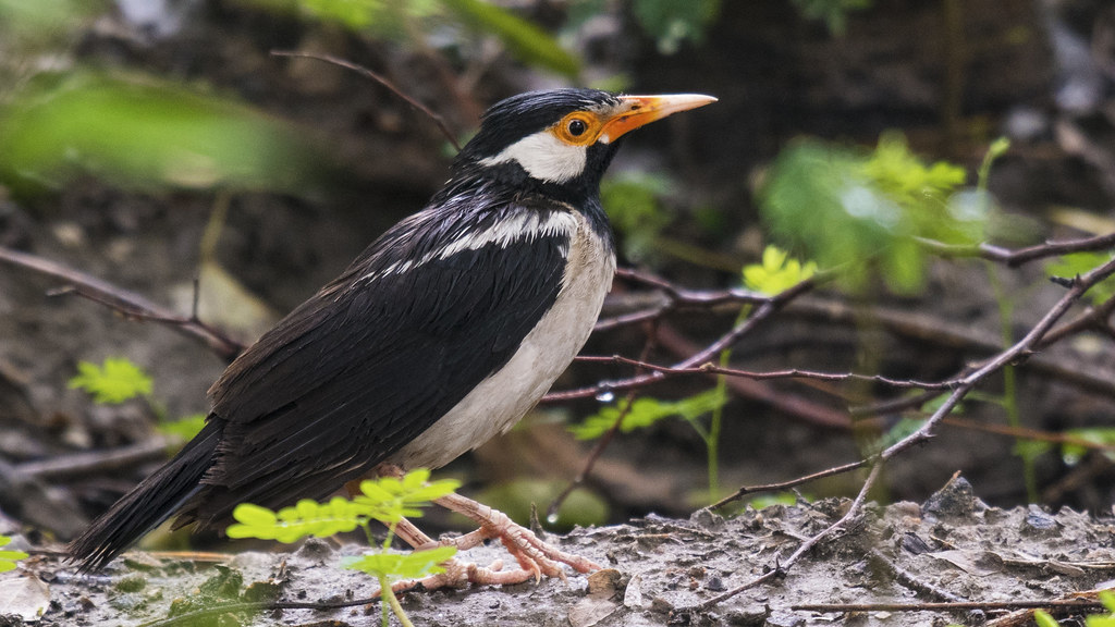 Botanical Garden — Mumbai to Noida trip