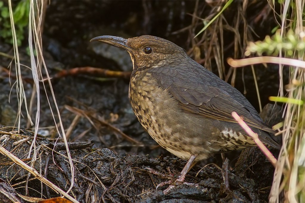 Tungnath Temple in Chopta, Uttarakhand